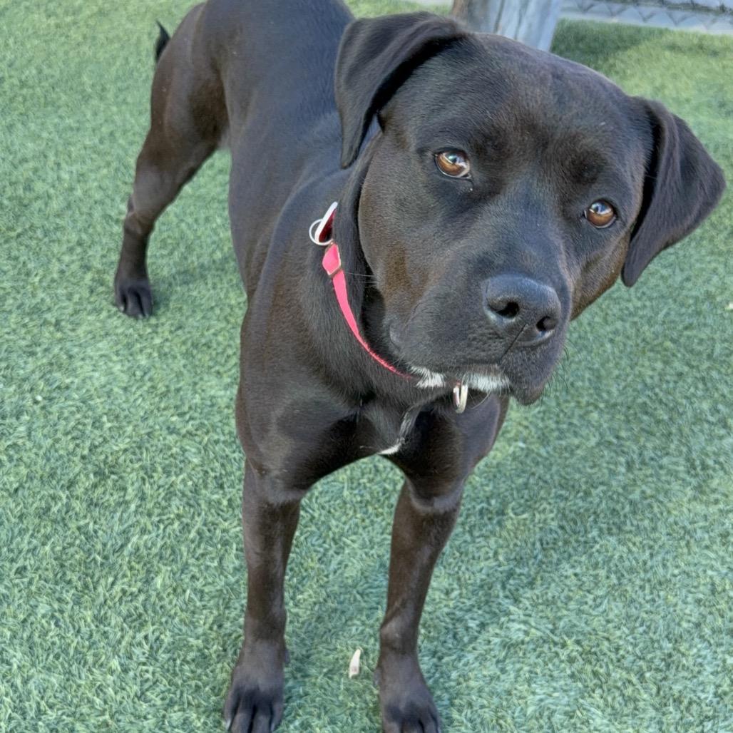 Billie A2167207, a Adoptable Pit Bull Terrier in Mission Hills, CA image 2/6