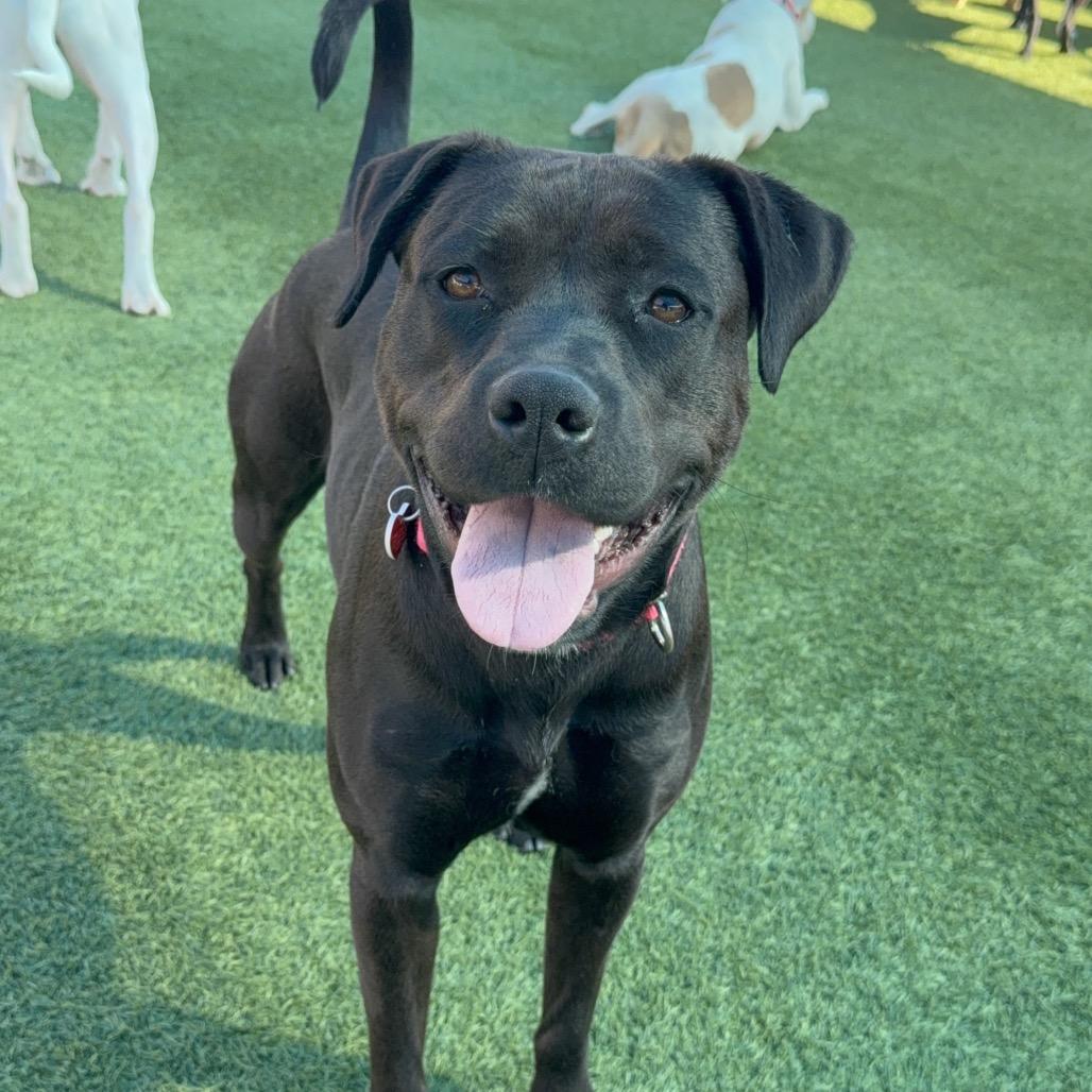 Billie A2167207, a Adoptable Pit Bull Terrier in Mission Hills, CA image 5/6