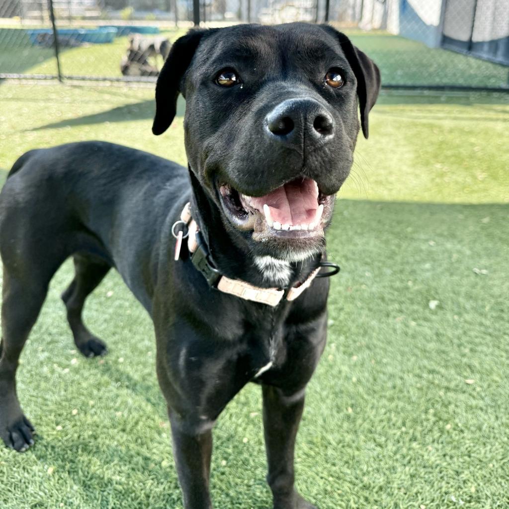 Billie A2167207, a Adoptable Pit Bull Terrier in Mission Hills, CA image 6/6