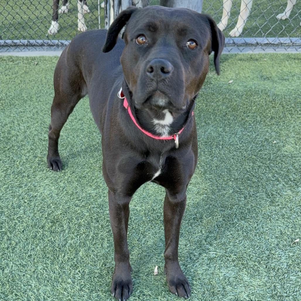 Enlarge Billie A2167207, a Adoptable Pit Bull Terrier in Mission Hills, CA image 5/6