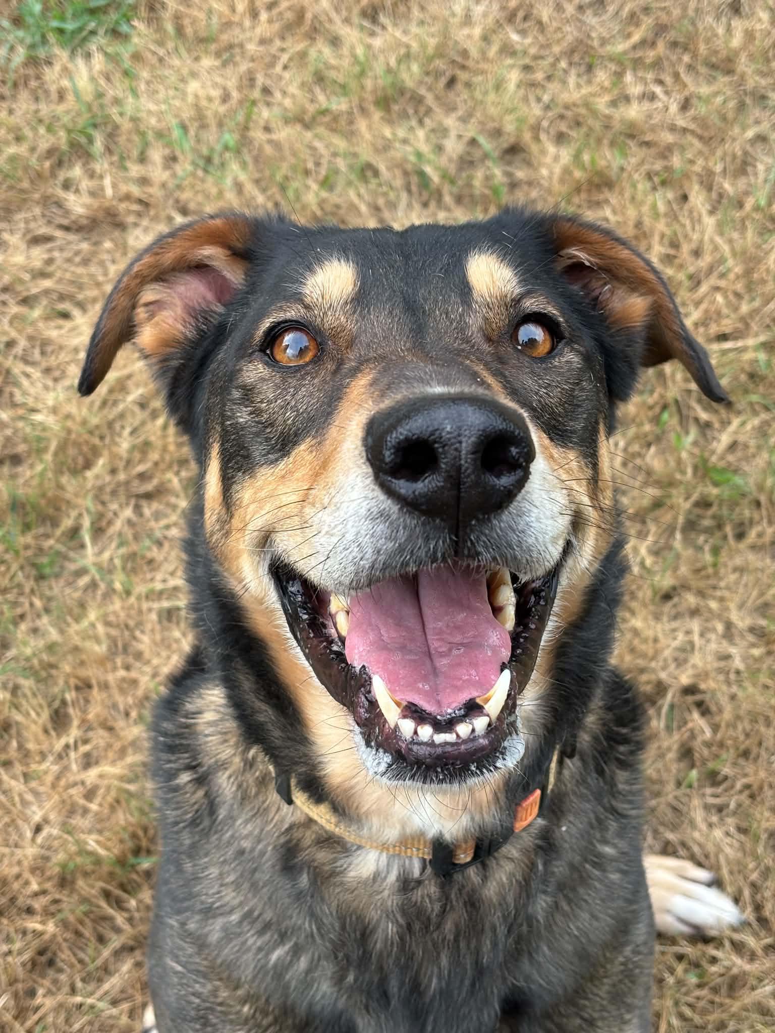 Beluga, a ADOPTABLE mixed breed in Grand Rapids, MI image 3/4