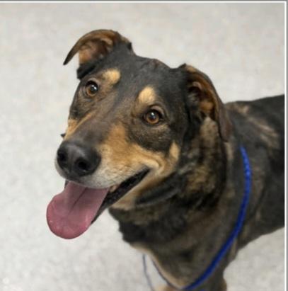 Beluga, ADOPTABLE, Adult Male German Shepherd Dog.