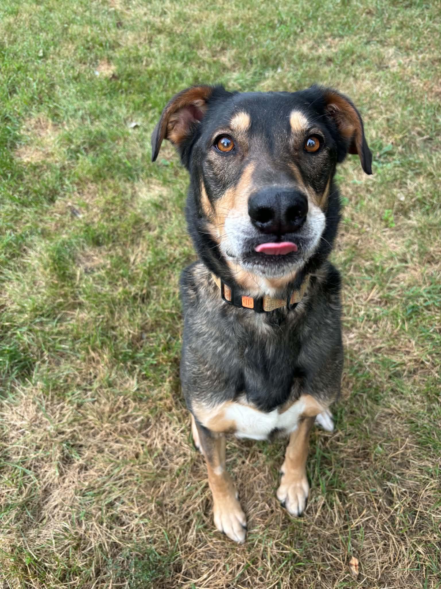 Beluga, ADOPTABLE, Adult Male German Shepherd Dog.