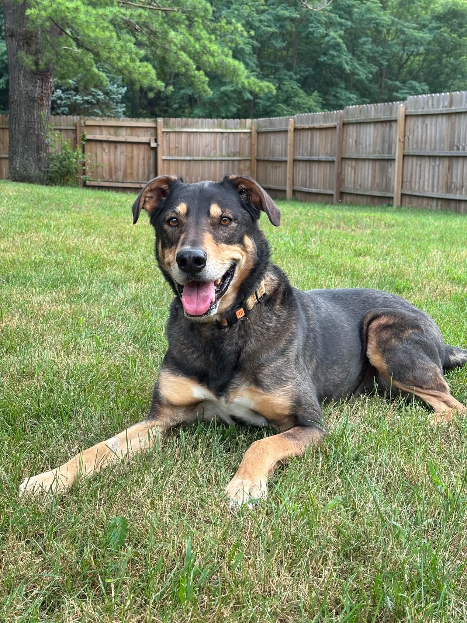 Beluga, a ADOPTABLE mixed breed in Grand Rapids, MI image 2/4