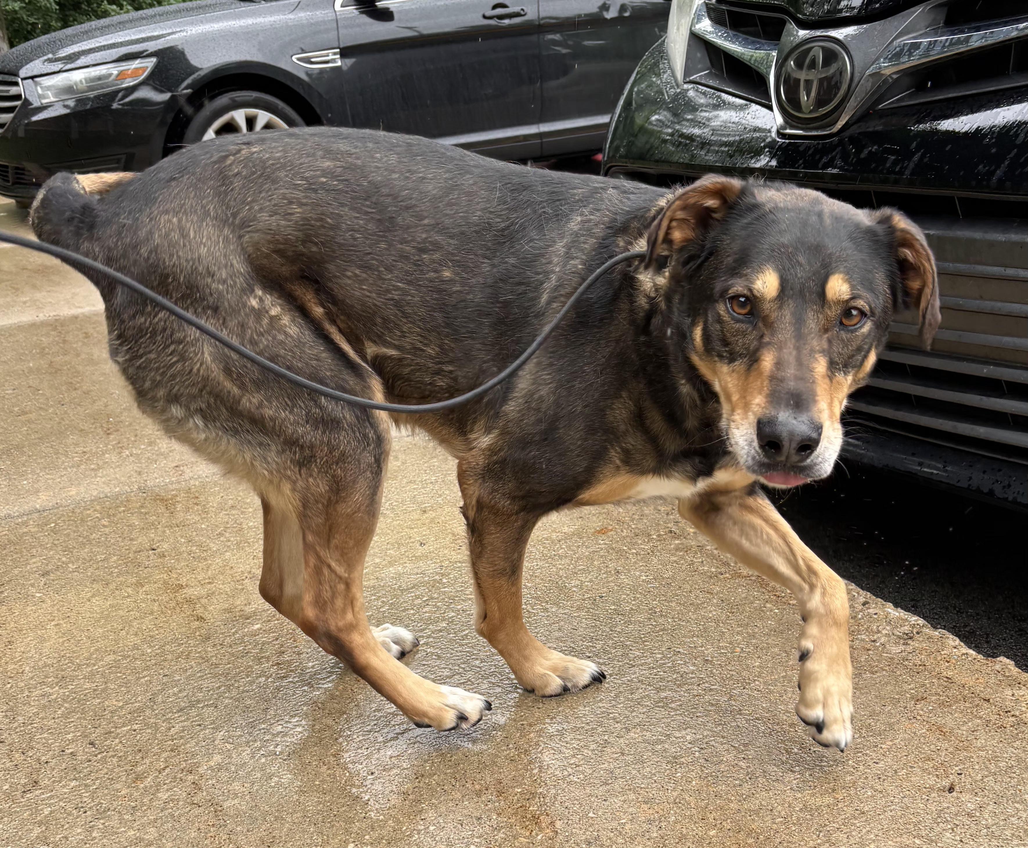 Beluga, a ADOPTABLE mixed breed in Grand Rapids, MI image 2/3