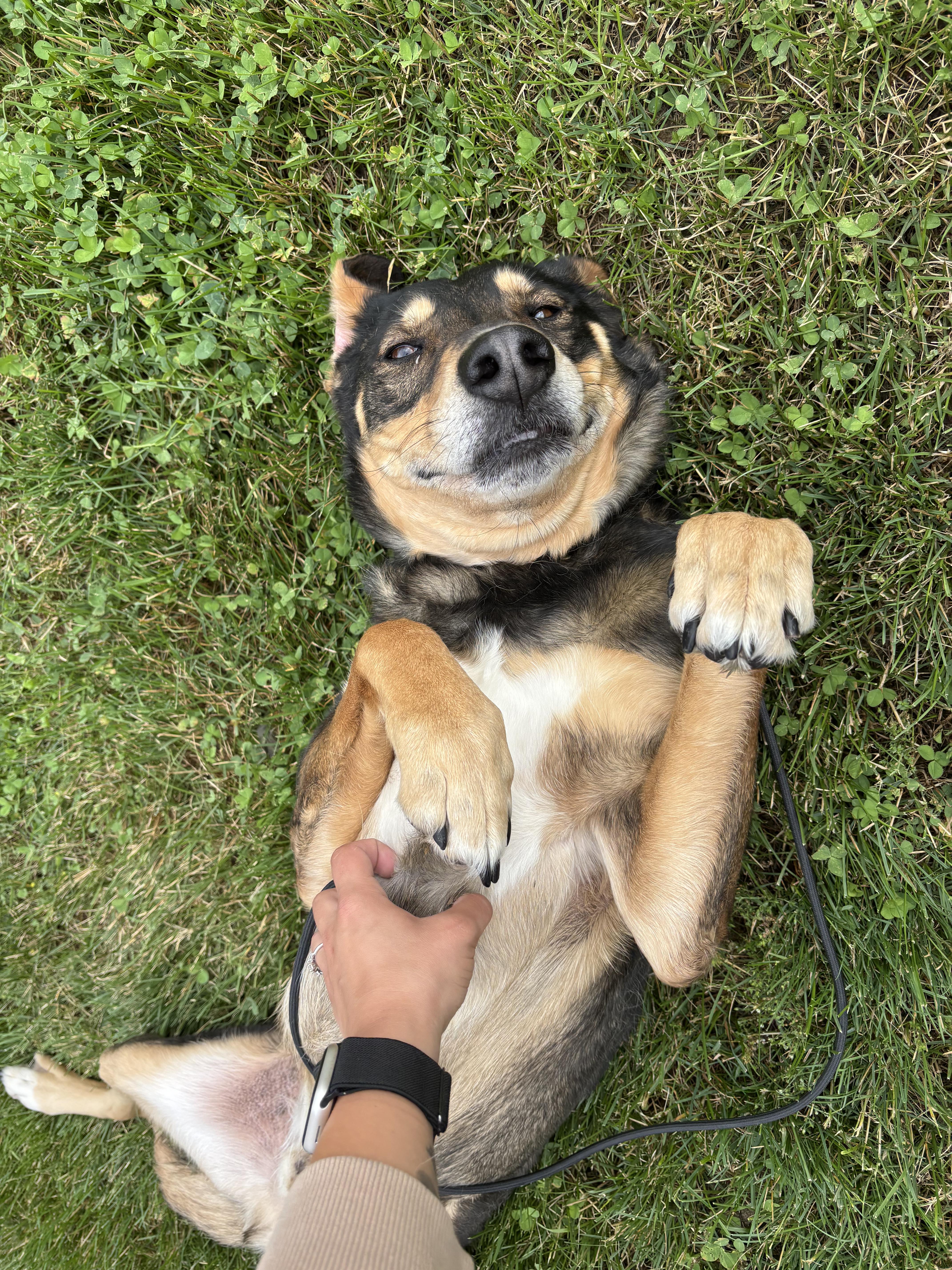 Beluga, a ADOPTABLE mixed breed in Grand Rapids, MI image 3/3
