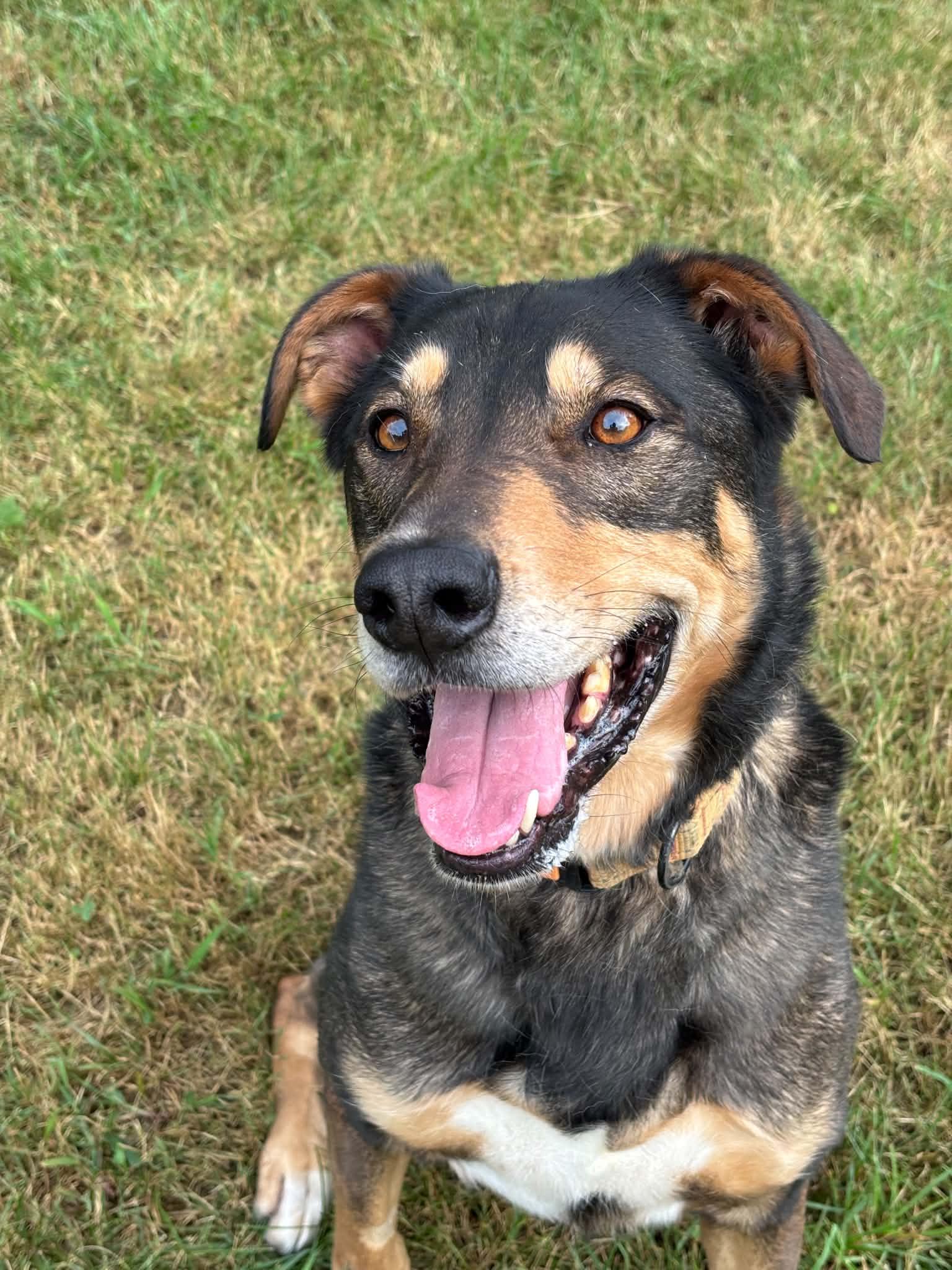 Beluga, a ADOPTABLE mixed breed in Grand Rapids, MI image 4/4