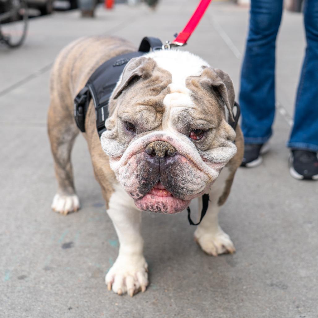 Mars, Adoptable, Senior Male English Bulldog.