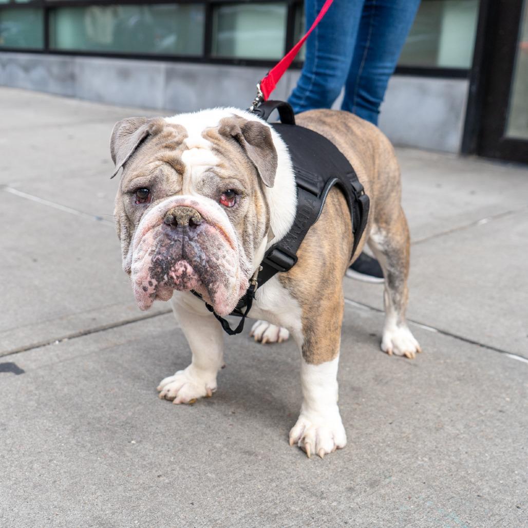 Mars, a Adoptable English Bulldog in New York, NY image 2/3