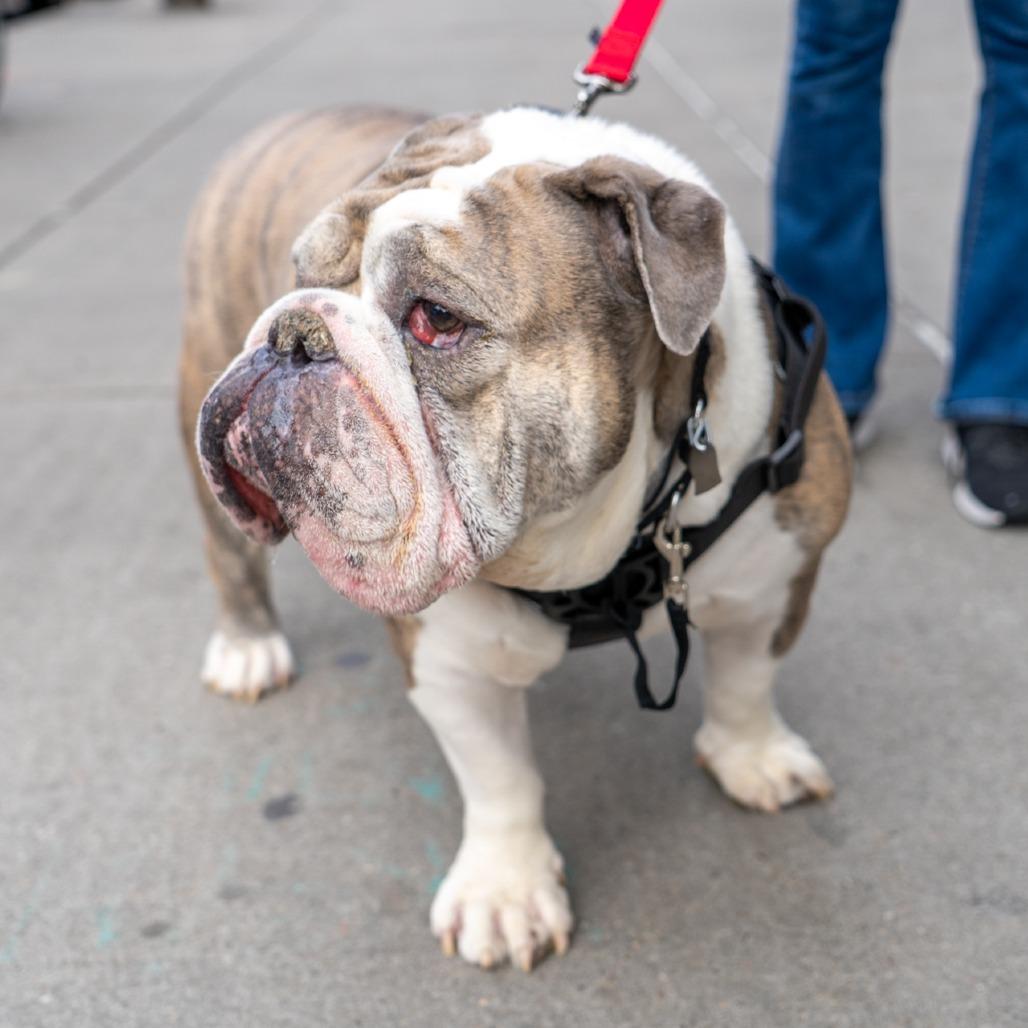 Mars, a Adoptable English Bulldog in New York, NY image 3/3