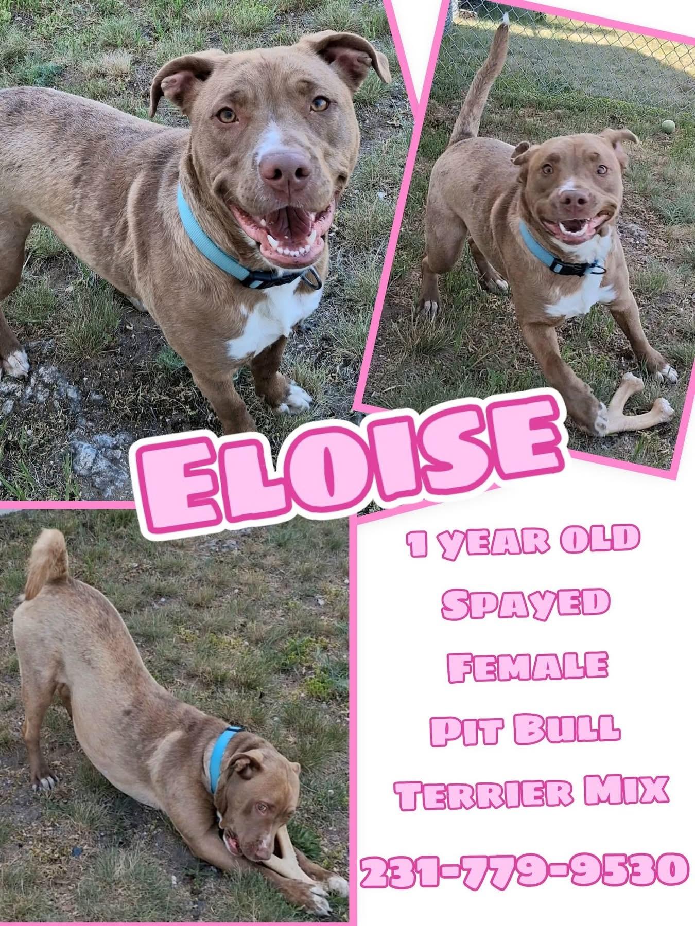 Enlarge ELOISE, an adopted mixed breed in Cadillac, MI image 1/1