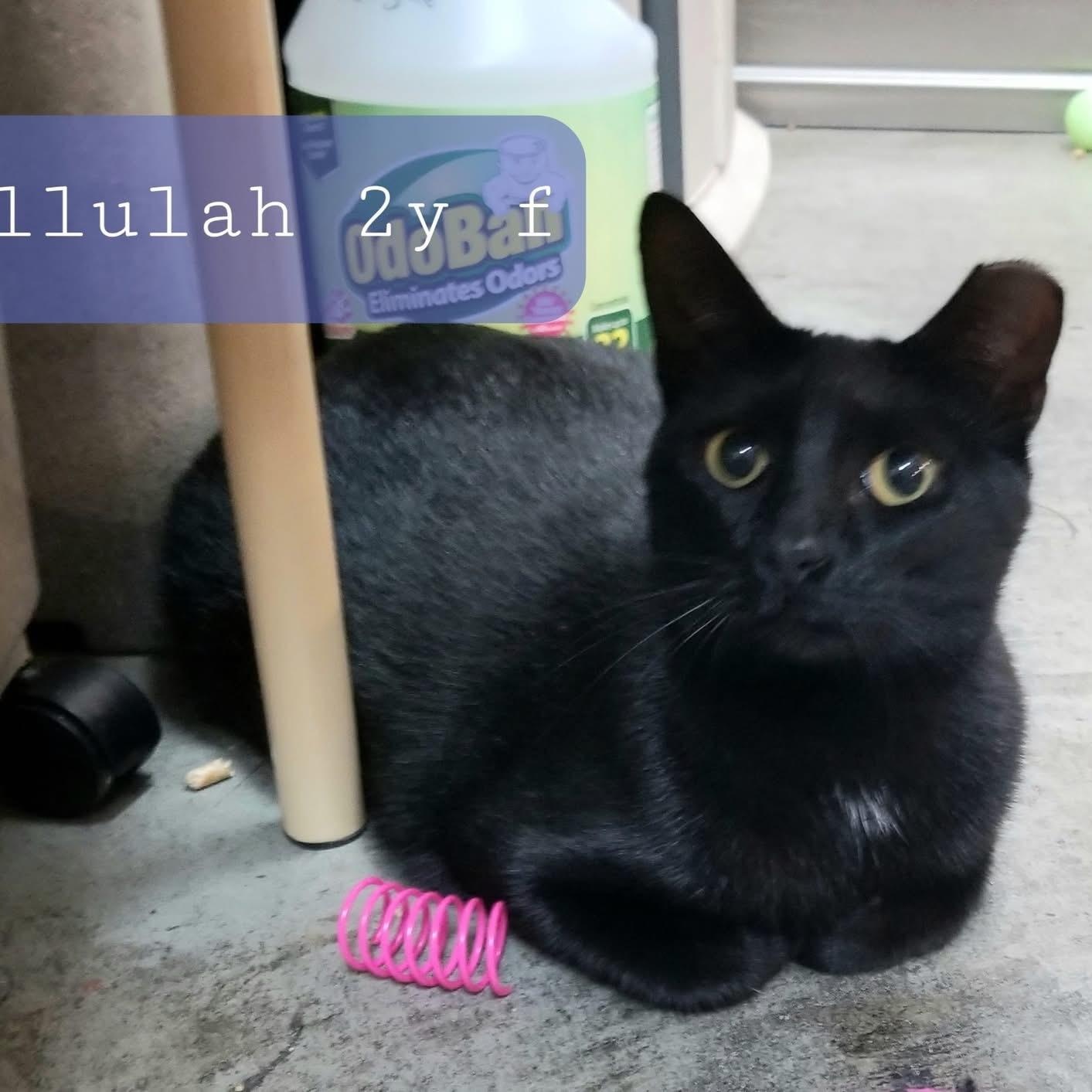 Enlarge Tallulah, a Adoptable Domestic Short Hair in New Port Richey, FL image 1/1