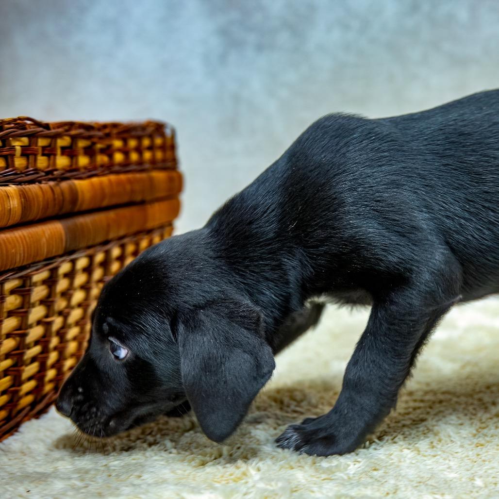 Enlarge Upsi, a Adoptable mixed breed in Livingston, TX image 1/6