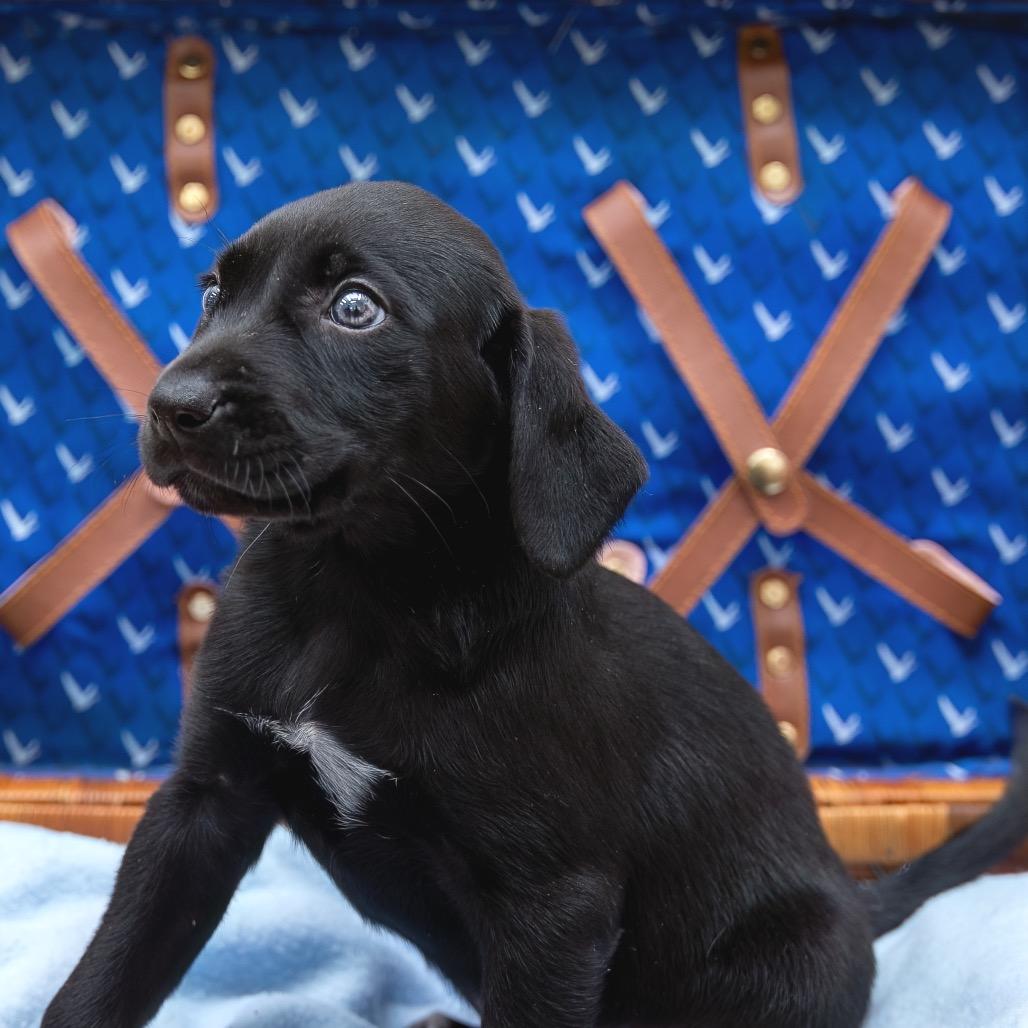 Enlarge Upsi, a Adoptable mixed breed in Livingston, TX image 2/6