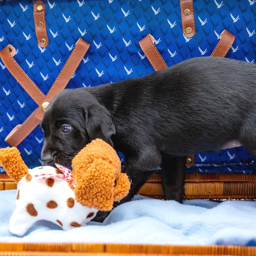 Enlarge Upsi, a Adoptable mixed breed in Livingston, TX image 3/6