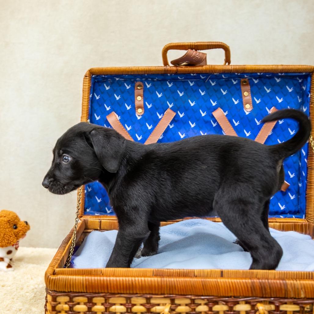 Enlarge Upsi, a Adoptable mixed breed in Livingston, TX image 4/6