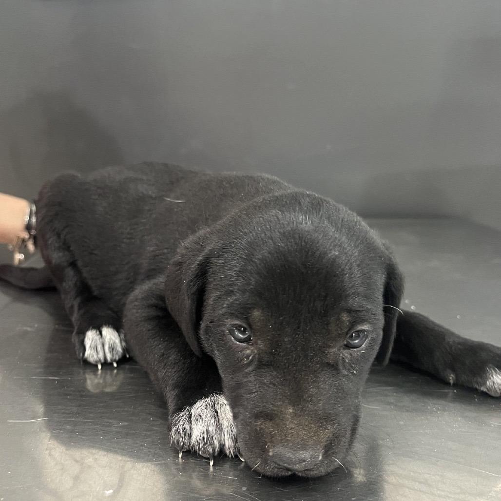 Enlarge Upsi, a Adoptable mixed breed in Livingston, TX image 5/6