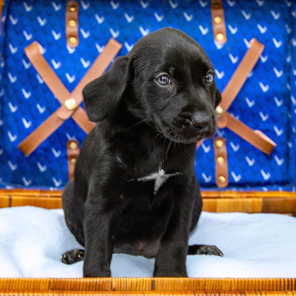 Enlarge Upsi, a Adoptable mixed breed in Livingston, TX image 6/6