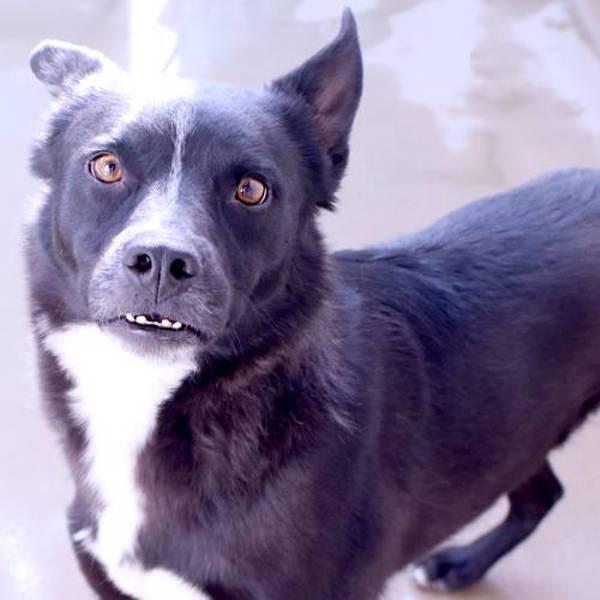 Enlarge Chico, a Adoptable mixed breed in Fort Davis, TX image 2/6