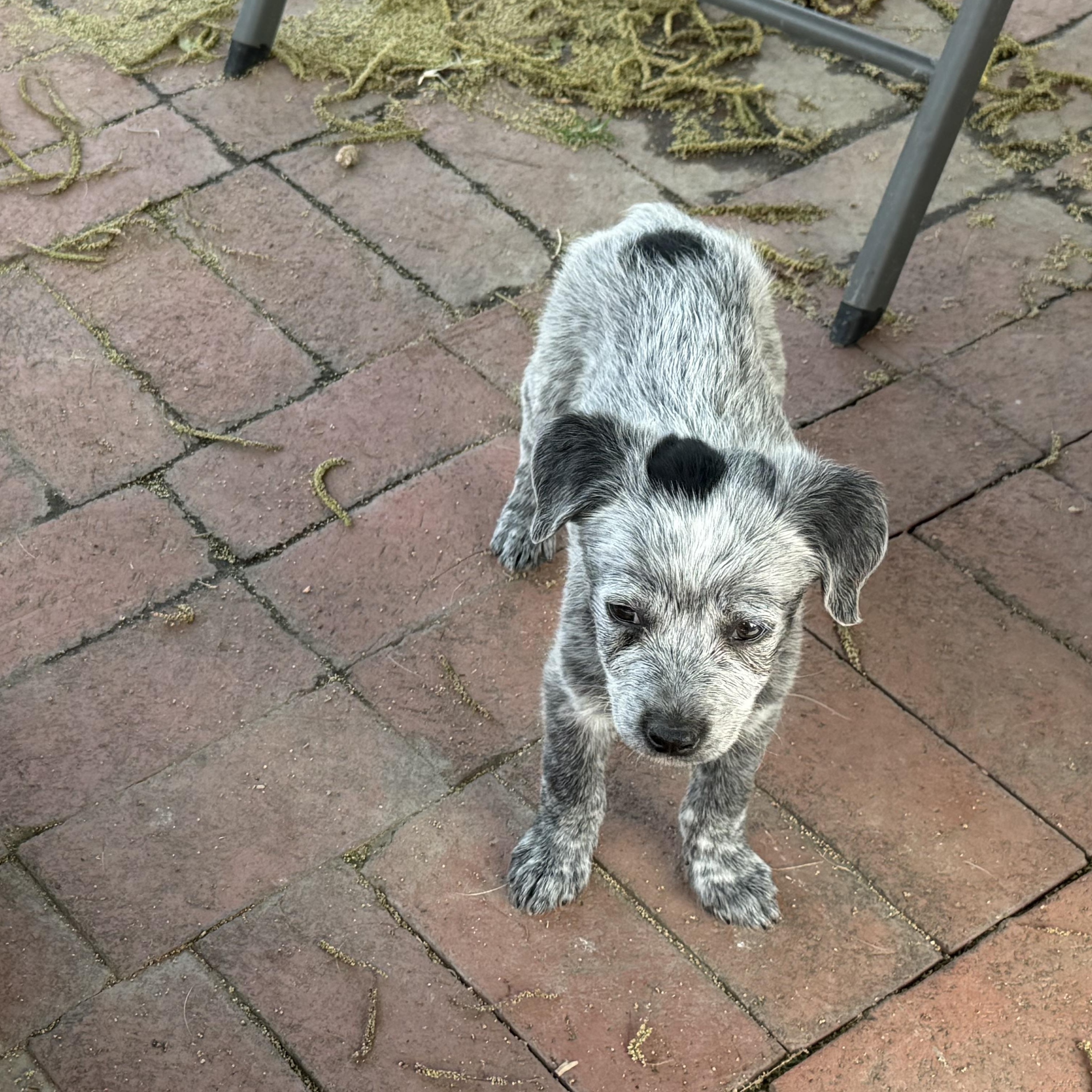 Enlarge Bleu Cheese/Tango, a Adoptable mixed breed in Fresno, CA image 3/6