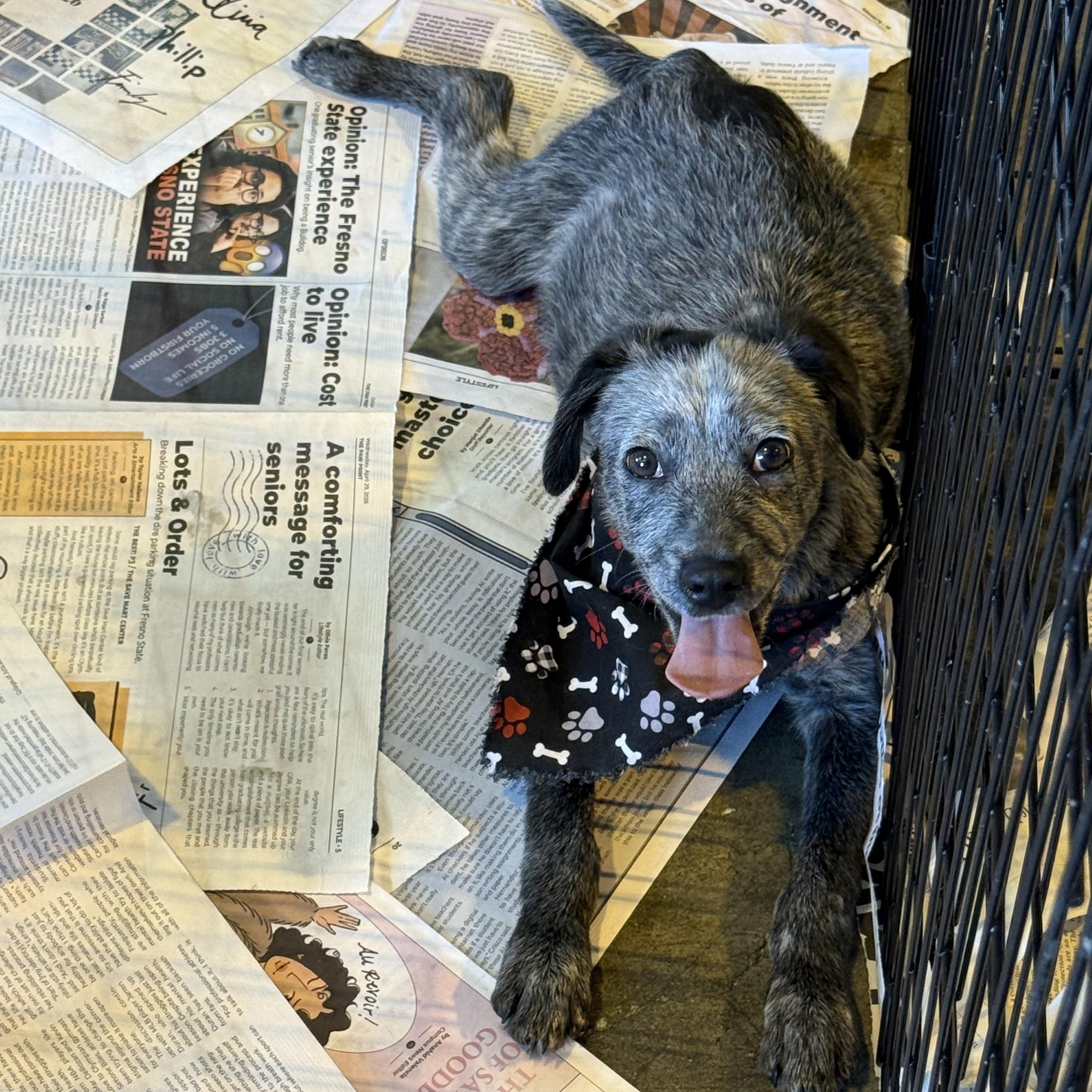 Enlarge Bleu Cheese/Tango, a Adoptable mixed breed in Fresno, CA image 1/6