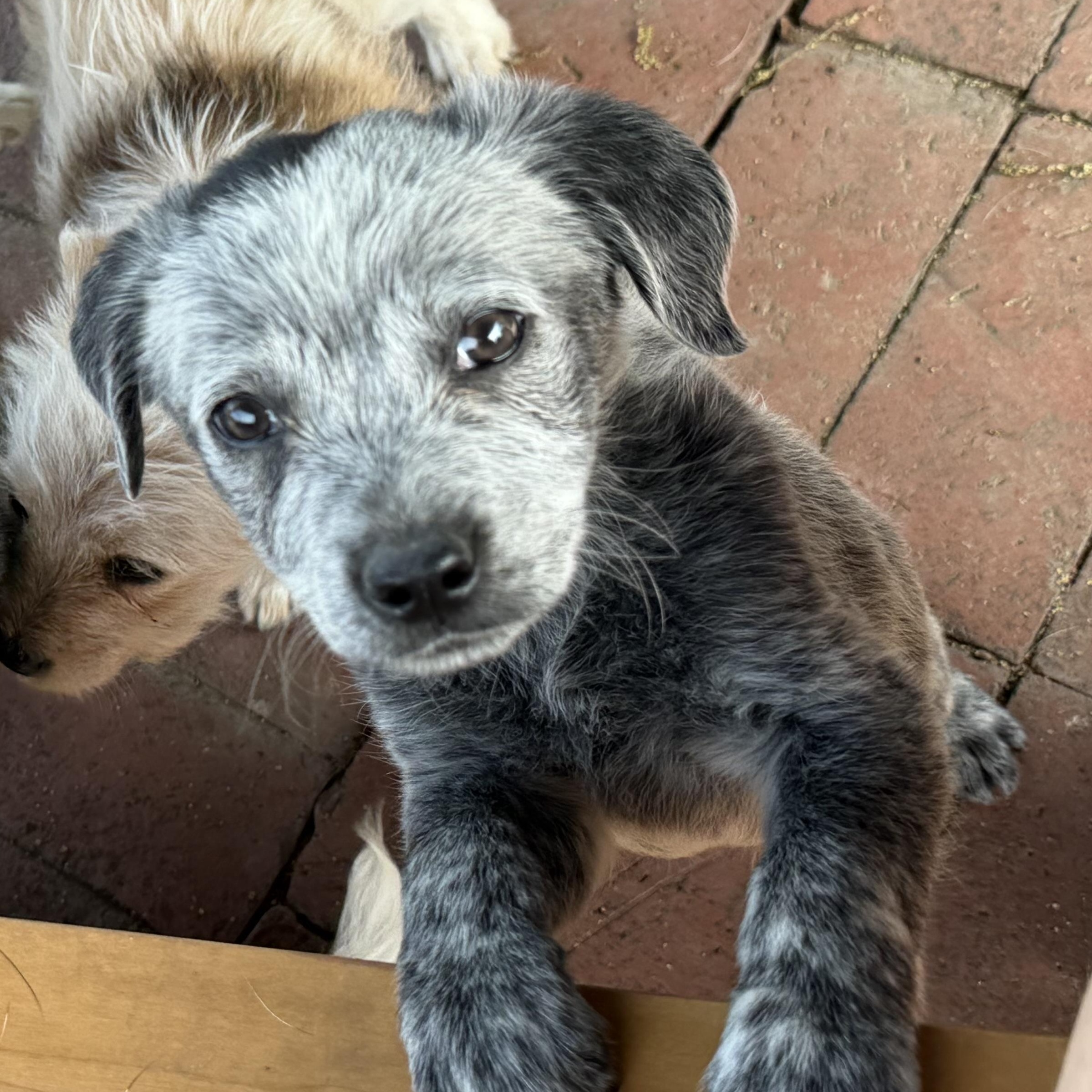 Enlarge Bleu Cheese/Tango, a Adoptable mixed breed in Fresno, CA image 4/6