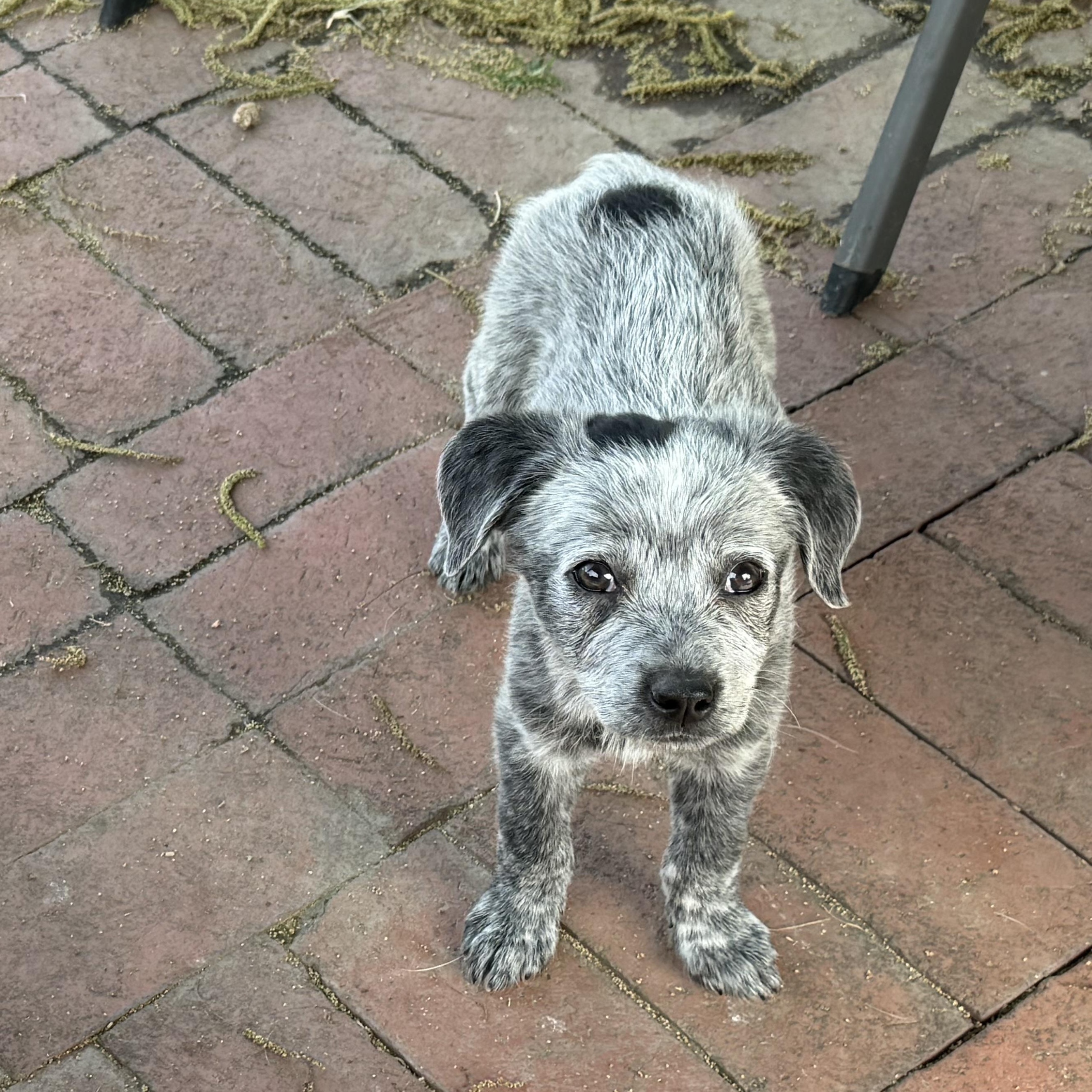 Enlarge Bleu Cheese/Tango, a Adoptable mixed breed in Fresno, CA image 2/6