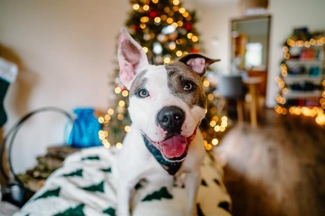 CURLY, Adoptable, Adult Male Pit Bull Terrier & Pit Bull Terrier.