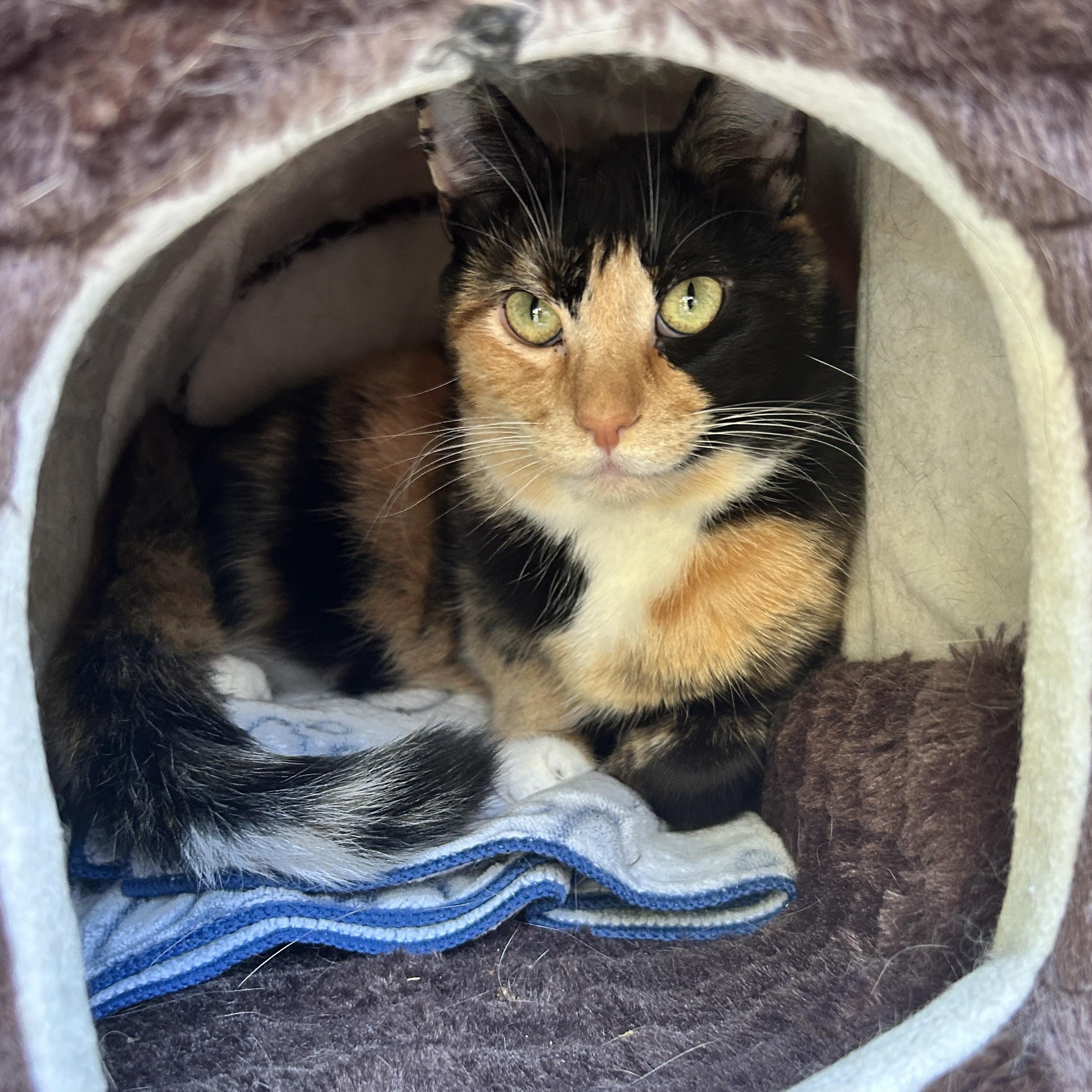 Leslie *Read Bio* (Bonded with Ava), Adoptable, Young Female Calico.