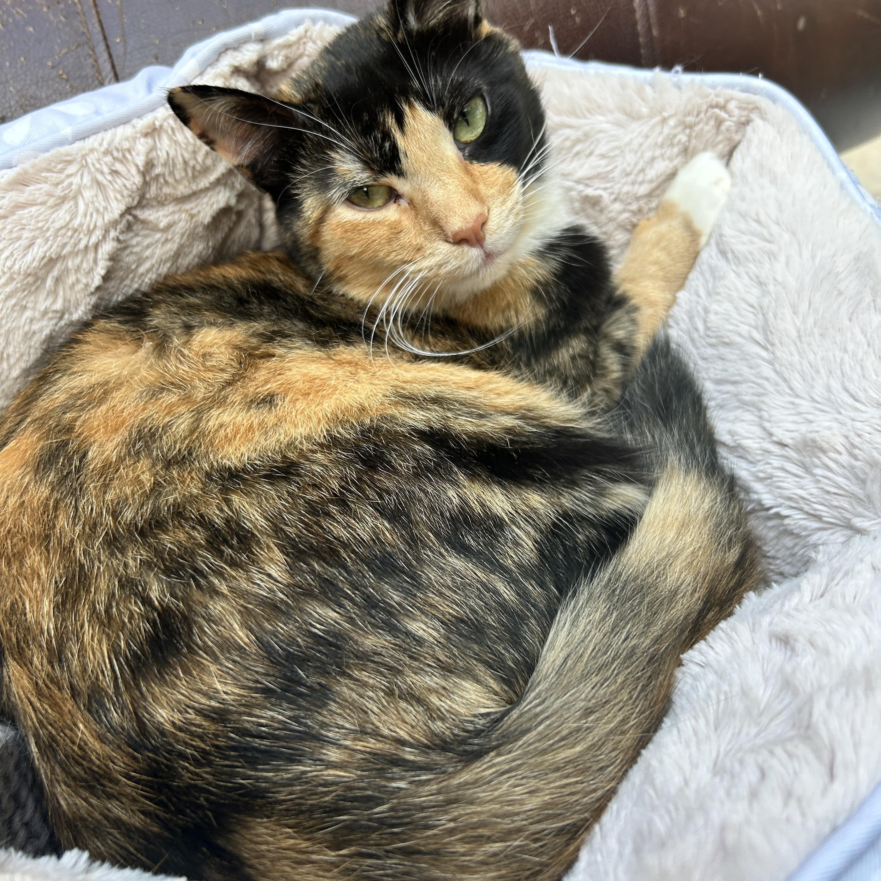 Leslie *Read Bio* (Bonded with Ava), a Adoptable Calico in Maple Ridge, BC image 3/5