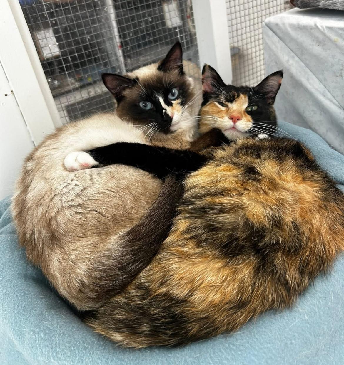 Leslie *Read Bio* (Bonded with Ava), a Adoptable Calico in Maple Ridge, BC image 2/5