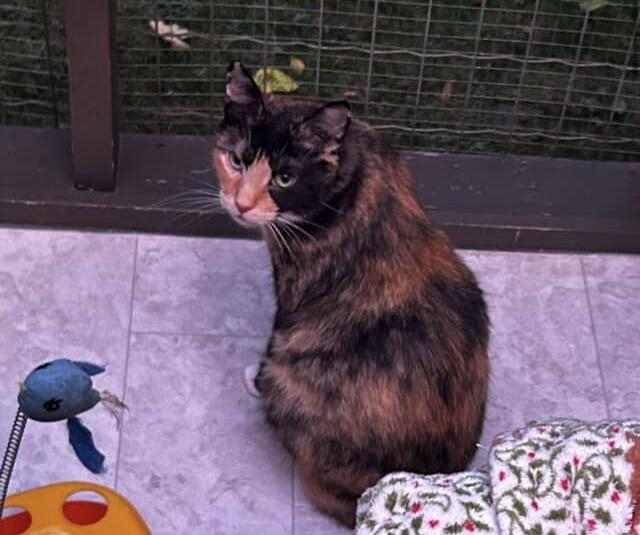 Leslie *Read Bio* (Bonded with Ava), a Adoptable Calico in Maple Ridge, BC image 5/5