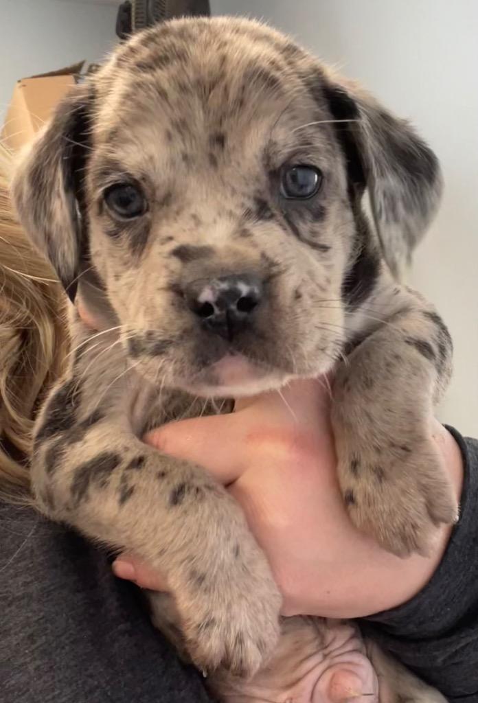 Enlarge Lumi, a Adoptable mixed breed in Carthage, MO image 2/4