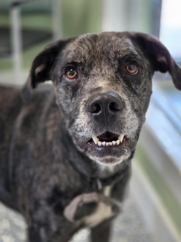 Enlarge Lumi, a Adoptable mixed breed in Carthage, MO image 3/4
