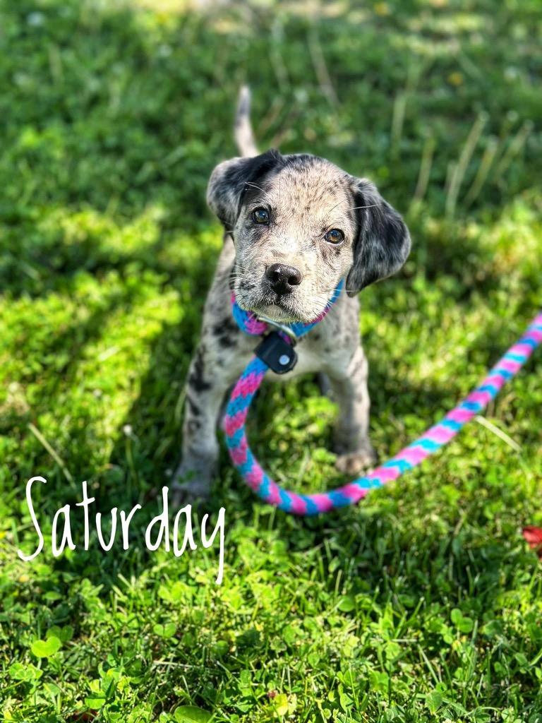 Enlarge Lumi, a Adoptable mixed breed in Carthage, MO image 4/4