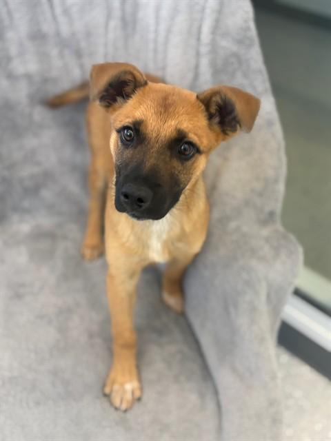 Enlarge VELVET, a Adoptable mixed breed in Forney, TX image 1/1