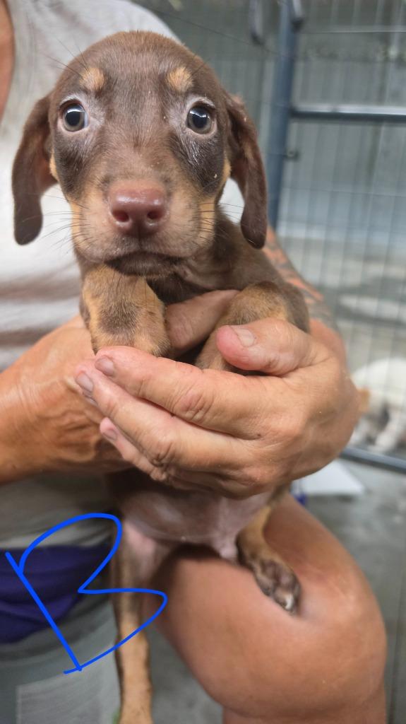 Enlarge Doxi 8, a Adoptable mixed breed in Waynesville, GA image 1/1