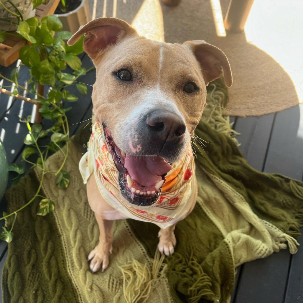 Billie, Adoptable, Adult Female Labrador Retriever & Mixed Breed.