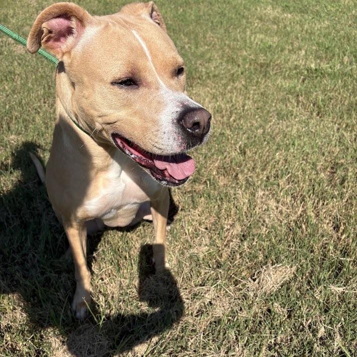 Enlarge Billie, a Adoptable mixed breed in North Charleston, SC image 2/6