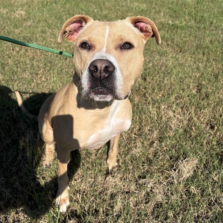 Enlarge Billie, a Adoptable mixed breed in North Charleston, SC image 3/6