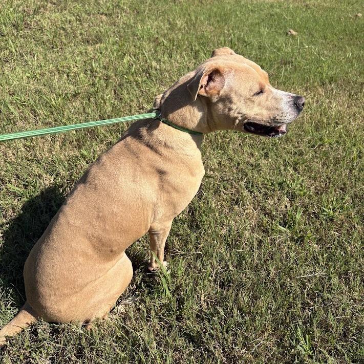 Enlarge Billie, a Adoptable mixed breed in North Charleston, SC image 4/6
