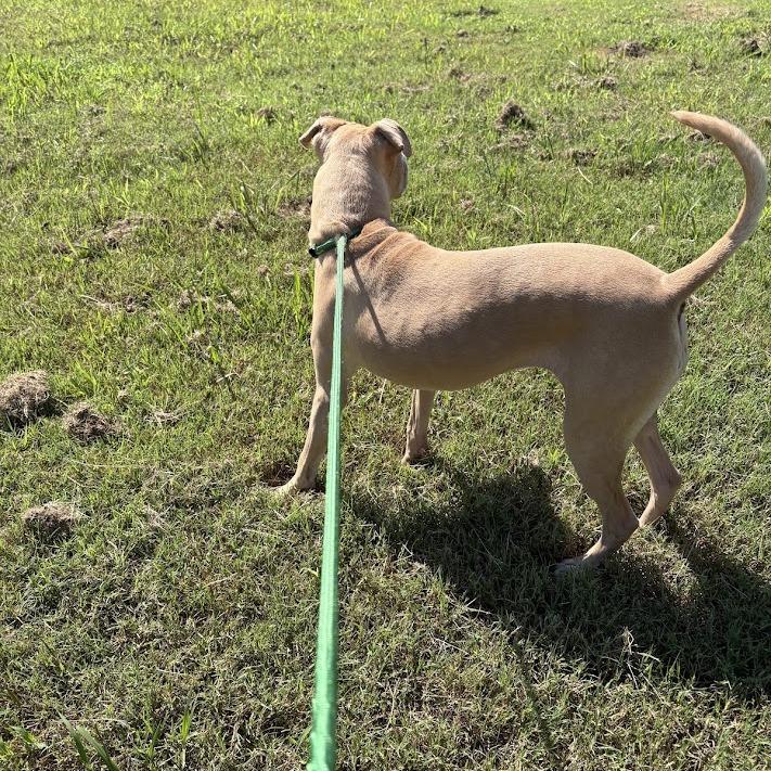 Enlarge Billie, a Adoptable mixed breed in North Charleston, SC image 5/6