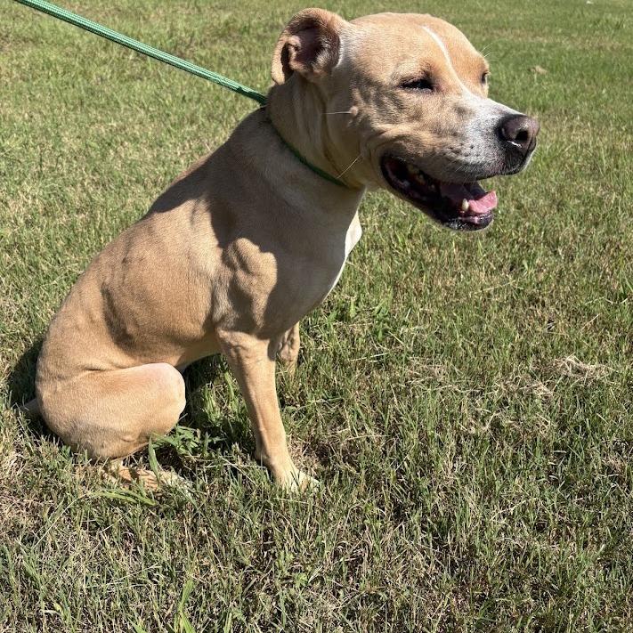 Enlarge Billie, a Adoptable mixed breed in North Charleston, SC image 6/6