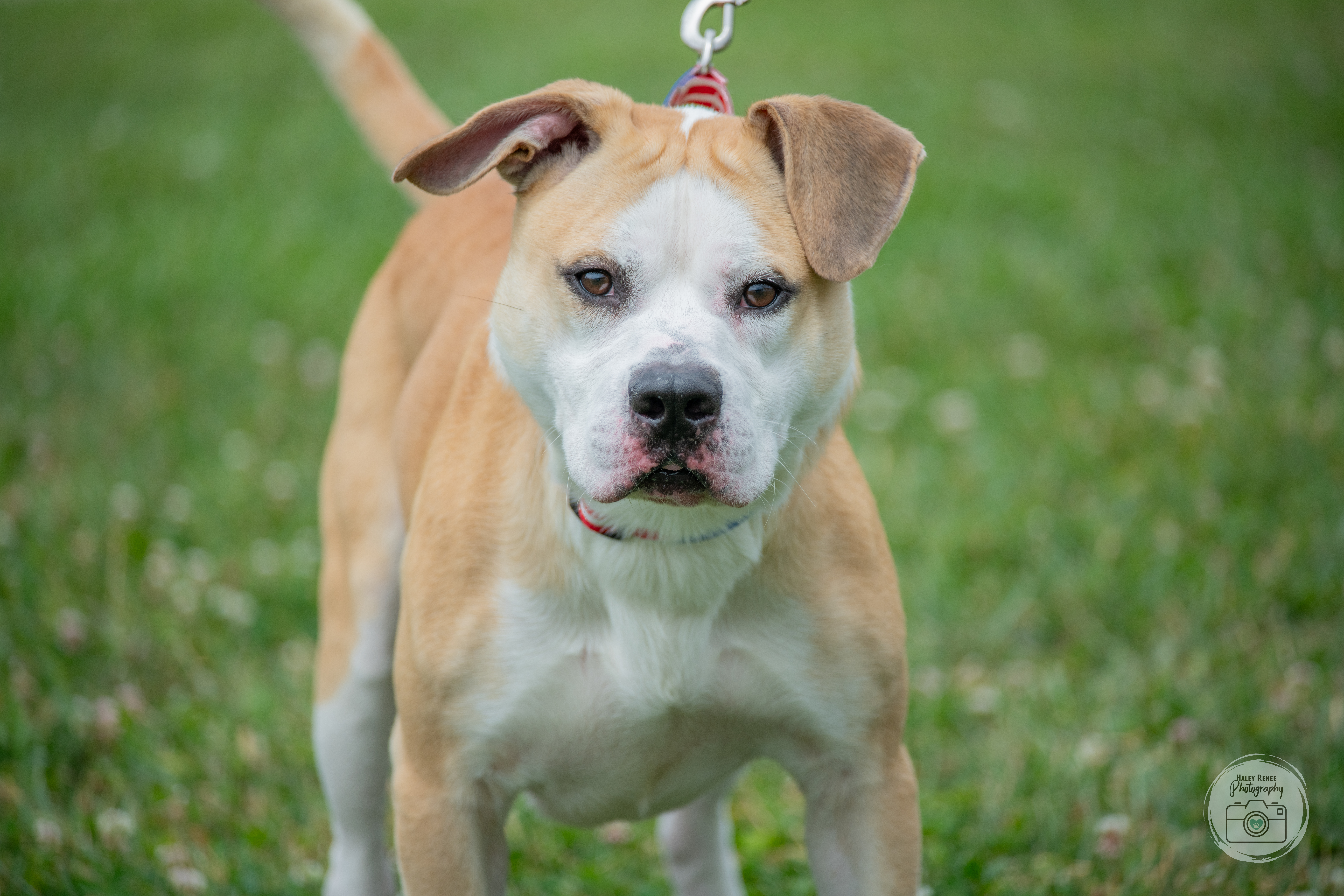 BEAN, a Adoptable Pit Bull Terrier in Indiana, PA image 1/2