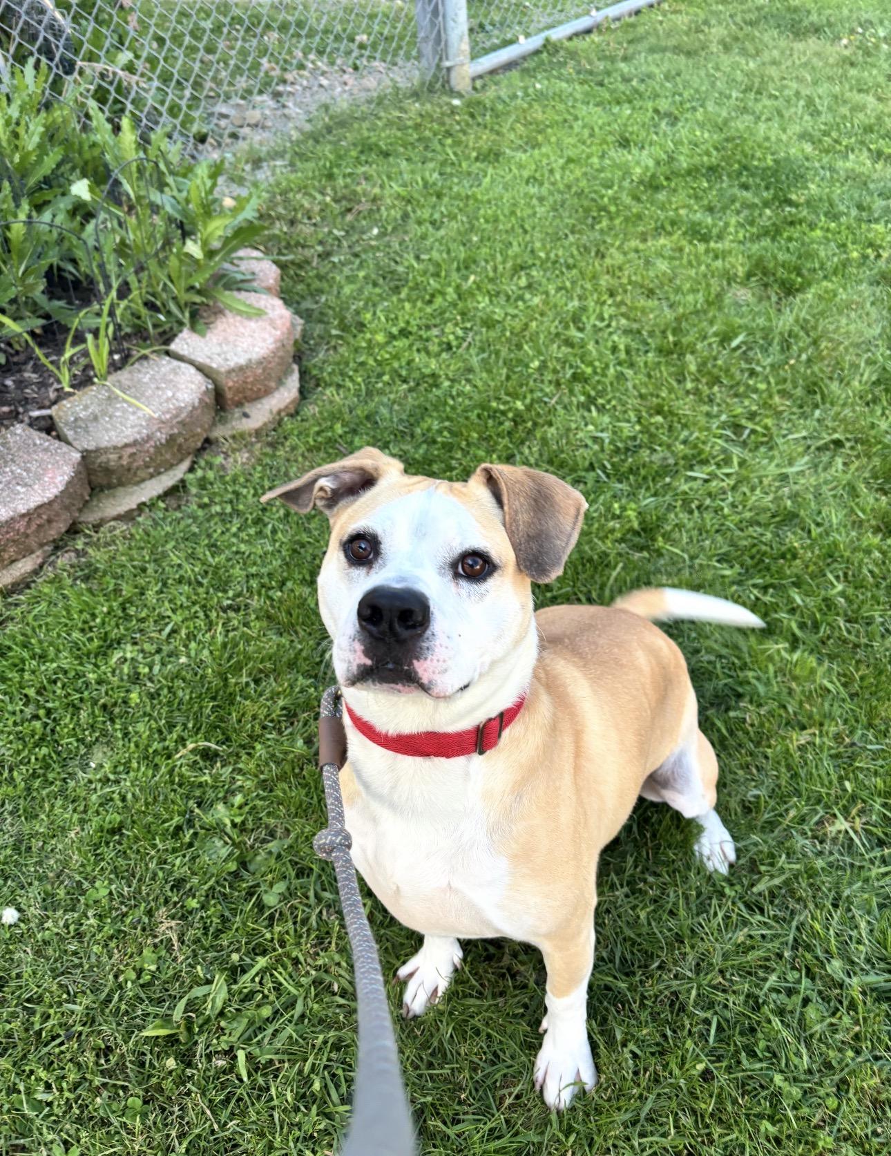 BEAN, a Adoptable Pit Bull Terrier in Indiana, PA image 6/6