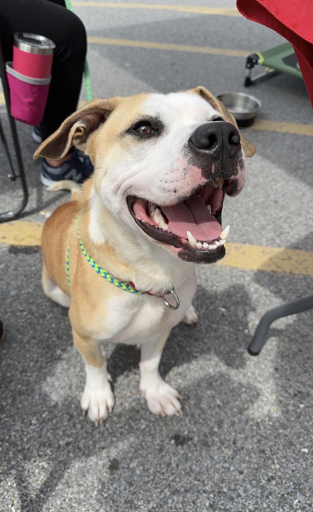 BEAN, a Adoptable Pit Bull Terrier in Indiana, PA image 2/6