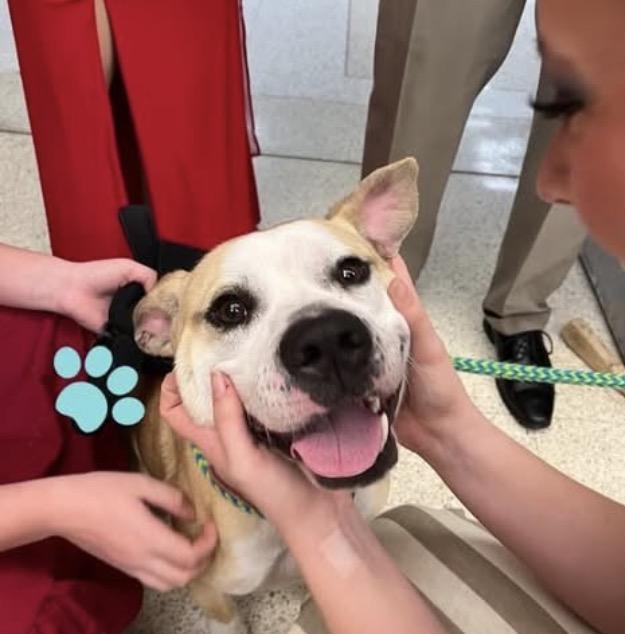 BEAN, a Adoptable Pit Bull Terrier in Indiana, PA image 1/6