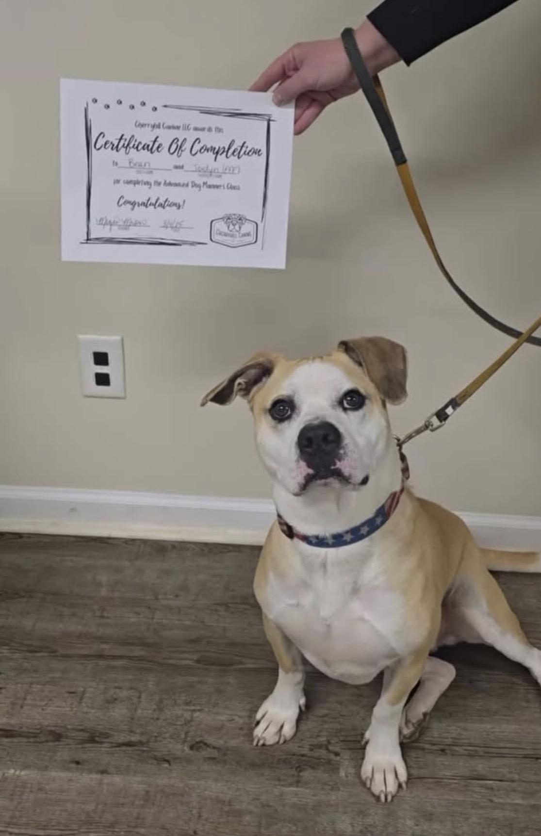 Enlarge BEAN, a Adoptable Pit Bull Terrier in Indiana, PA image 3/3