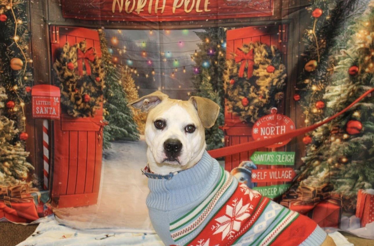 Enlarge BEAN, a Adoptable Pit Bull Terrier in Indiana, PA image 1/3