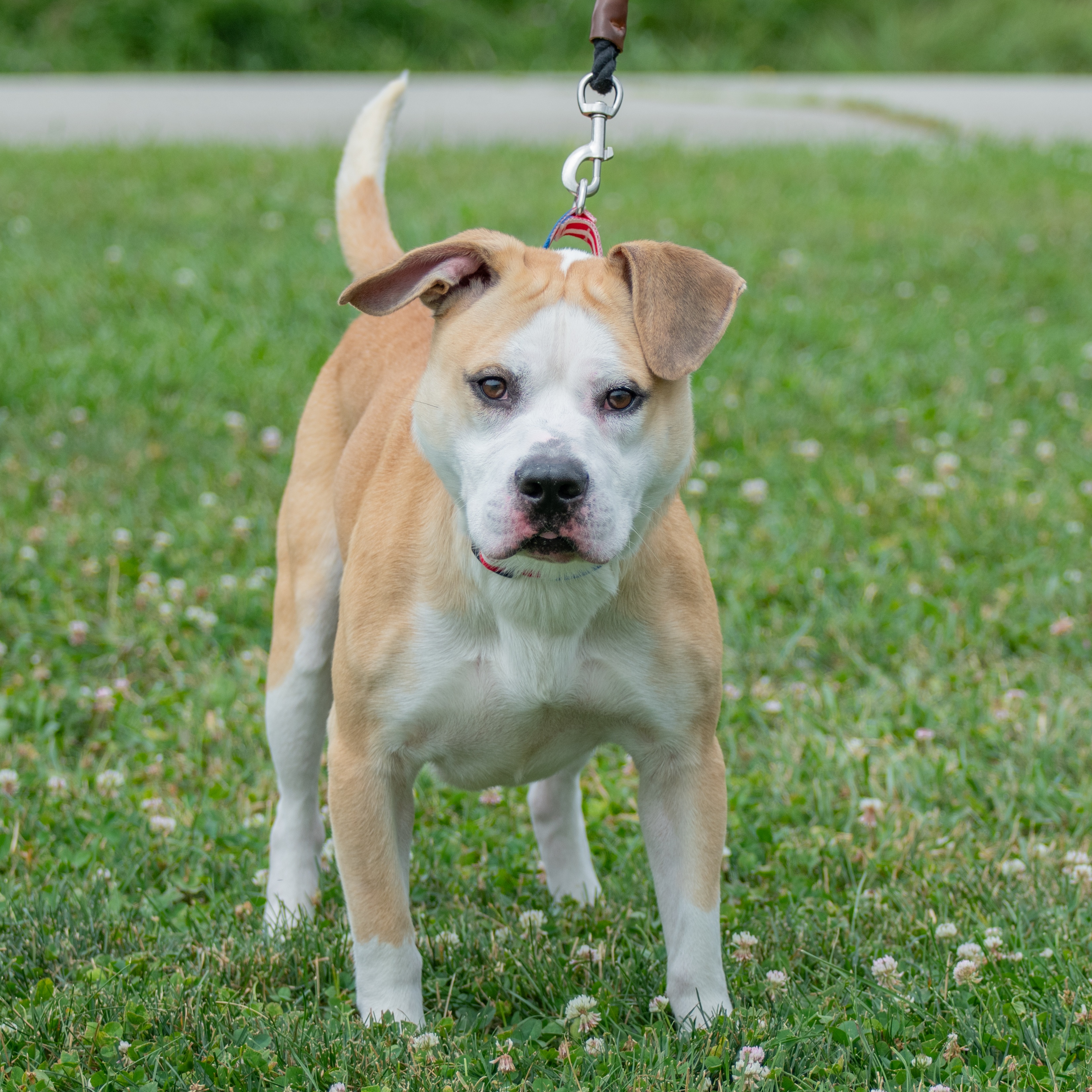 BEAN, a Adoptable Pit Bull Terrier in Indiana, PA image 2/2